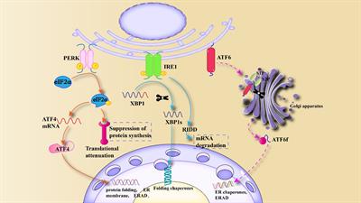 Endoplasmic reticulum stress: bridging inflammation and obesity-associated adipose tissue